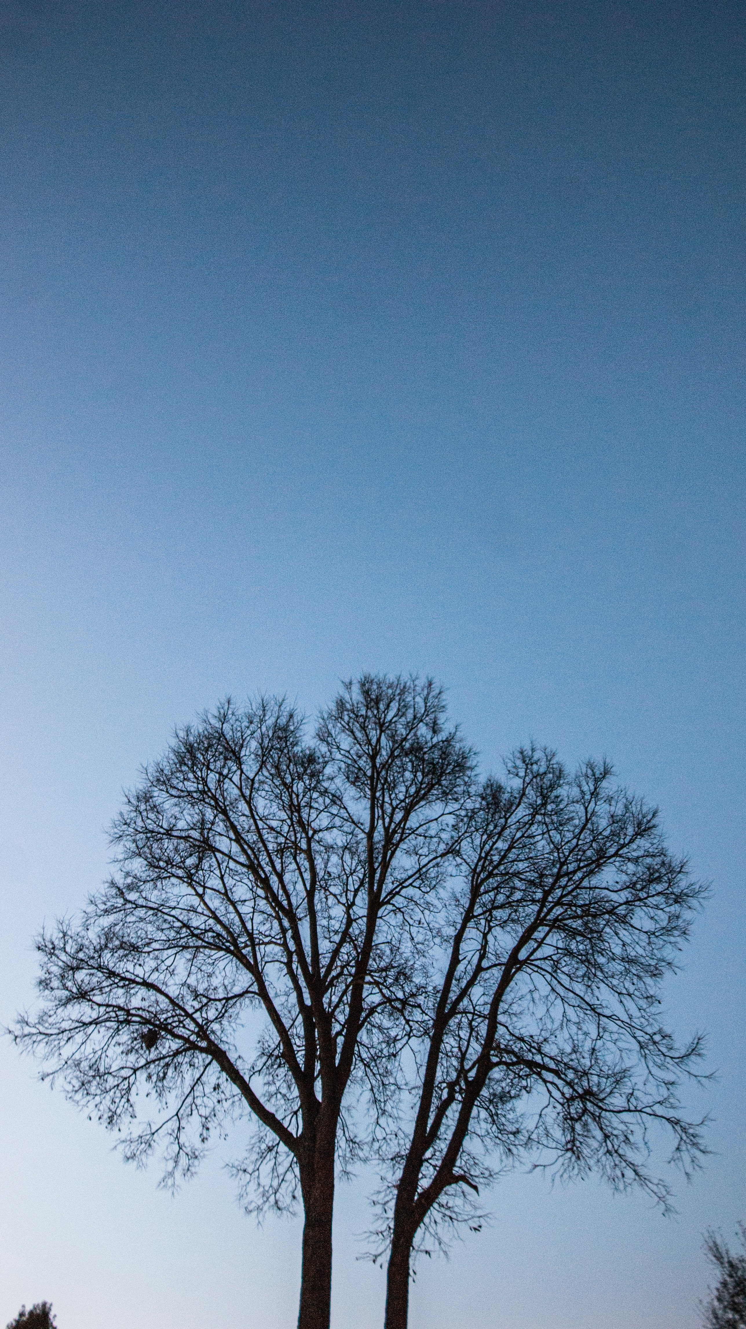 leafless tree under blue sky